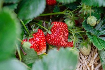 Cebula i truskawki – naturalne wsparcie w ogrodzie