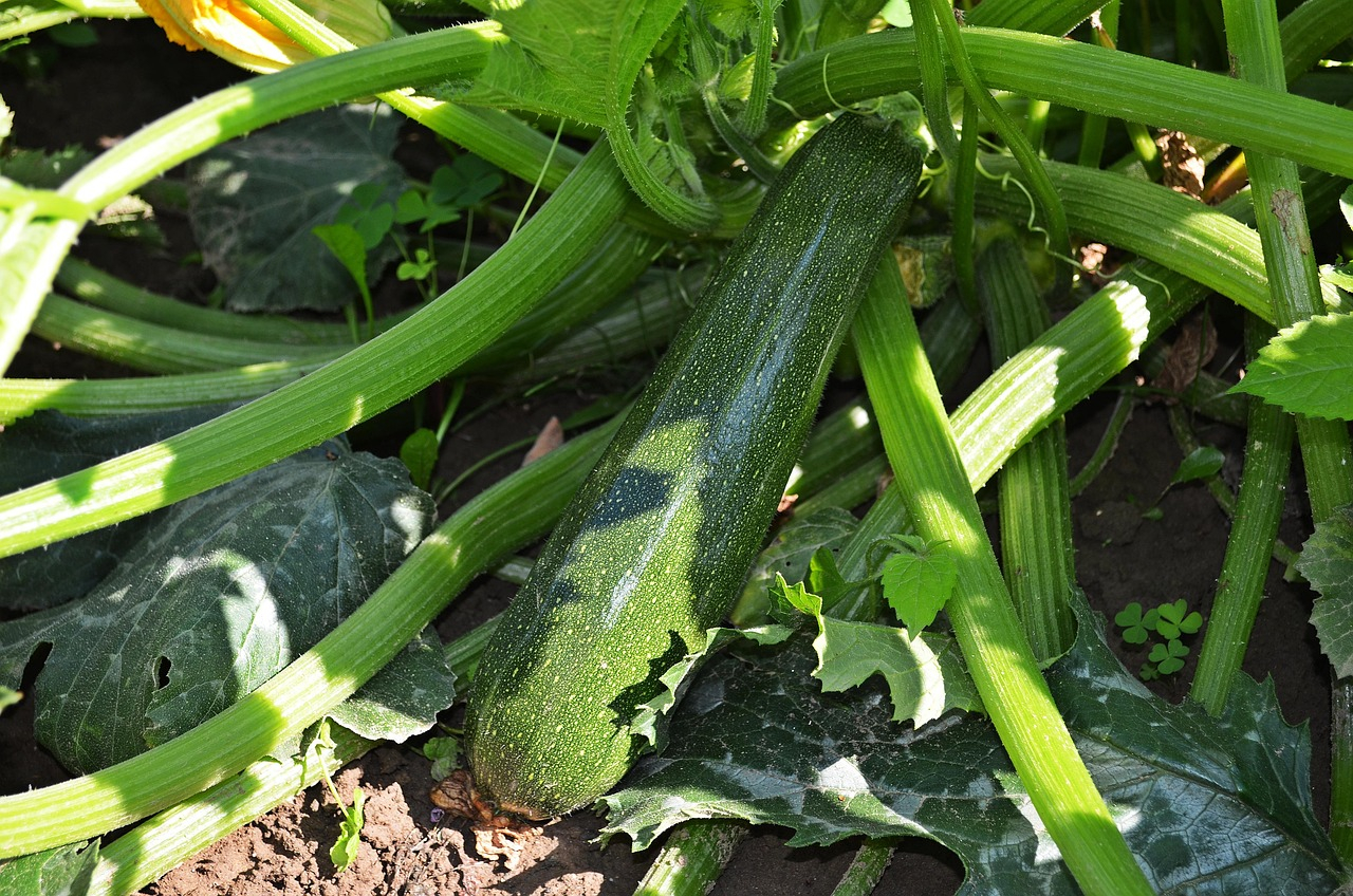 Zbiory cukinii