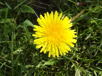 Skuteczne środki na chwasty do ogrodu - jak wybrać najlepsze?