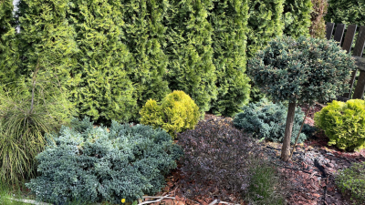 Jak przygotować iglaki do zimy?