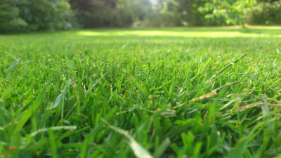 Wapnowanie trawnika - klucz do zdrowego i bujnego ogrodu