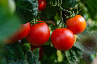 Zaawansowane metody pielęgnacji pomidorów