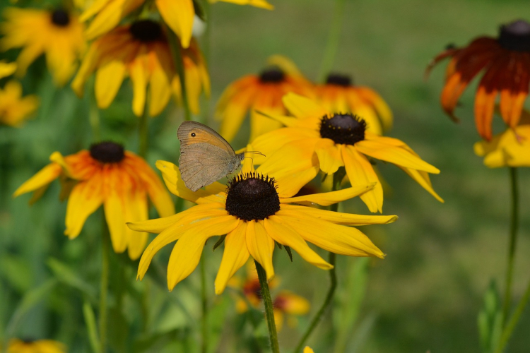 Rudbekie