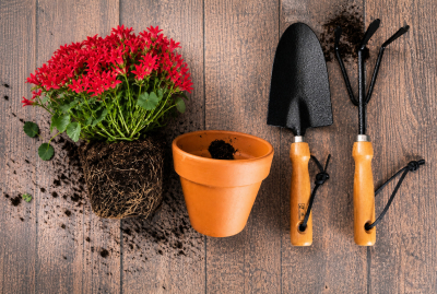 Najczęstsze błędy przy zakładaniu ogrodu i jak ich uniknąć
