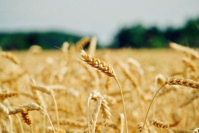 Stanowisko KRIR wobec ustawy o dzierżawie ziemi